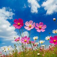 Cosmos flowers and sky with copy space. photo