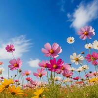 vistoso cosmos flores en primavera Mañana y azul cielo. foto