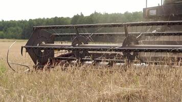 Nahansicht Mähdrescher Mähdrescher schneidet reif Weizen im das Feld während Ernte video