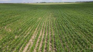 aerial view of a field of young corn in a dry year video