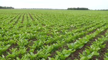 green field of freshly sprouted sugar beet at the rainy day video