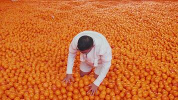 Quality inspector in white coat standing amidst a sea of oranges in a warehouse, evaluating the produce. video