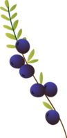 Sprig berries black crowberry organic png