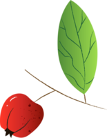 puntilla baya Gaultheria Fresco orgánico png