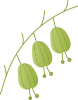 Sprig berries orthilia fresh organic png