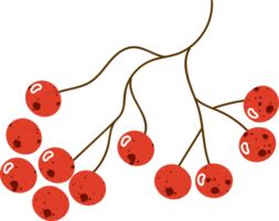 Zweig Beeren Aschenbeere frisch organisch png