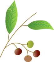 Sprig berries pegeum fresh organic png