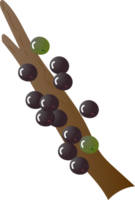 Zweig Beeren jabuticaba frisch organisch png