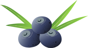 Whole berries huckelberry fresh organic png