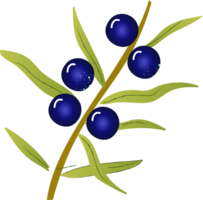 Sprig berries juniper fresh organic png