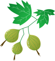 Sprig berries gooseberry fresh organic png