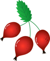 Sprig berries rosehip fresh organic png