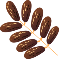 takje datum fruit vers fruit png