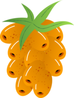 raminho kumquat fresco orgânico fruta png