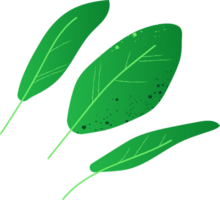 Sage green healthy organic food png