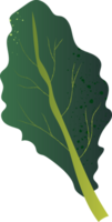 bietola verde salutare biologico cibo png