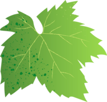 druif blad groen gezond voedsel png