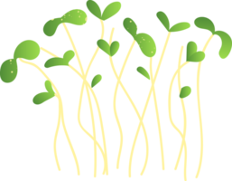 microgreens groen gezond biologisch voedsel png