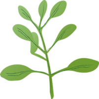 oregano groen gezond biologisch voedsel png