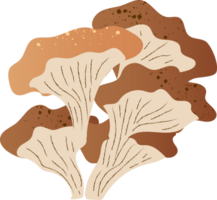 funghi ostrica fresco biologico cibo png