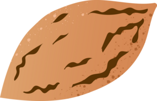 Whole pecan fresh organic nut png