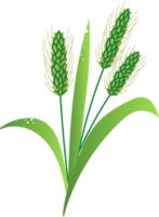 Rye spikelets seed organic food png