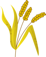 Wheat spikelets seed organic food png