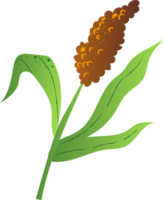 Sorghum spikelet seed organic food png