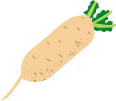 Whole daikon organic fresh vegetables png