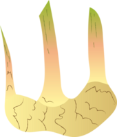 todo galangal orgânico fresco legumes png