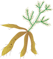 brin chatavari biologique Frais des légumes png