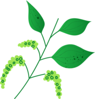 Sprig black pepper organic vegetables png