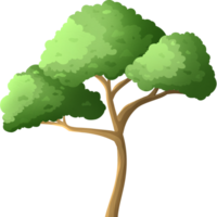 Umbrella pine. Tree with crown. Park plants. Pine with green foliage. Wood in cartoon style. png