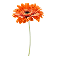 Close up macro photo of an orange gerbera flower with stem transparent isolated png