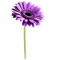 Close up macro photo of violet gerbera flower with stem transparent isolated png