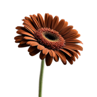 Close up macro photo of a brown gerbera flower with stem transparent isolated png