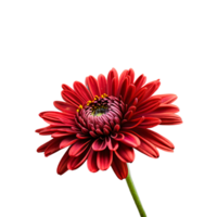 Close up macro photo of a red chrysanthemum flower with stem transparent isolated png