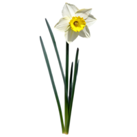 Close up photo of white yellow narcissus daffodil flower with stem and leaves transparent isolated png