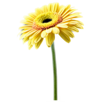 Close up macro photo of yellow gerbera flower with stem transparent isolated png