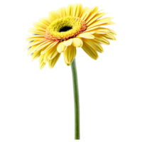 Close up macro photo of yellow gerbera flower with stem transparent isolated png