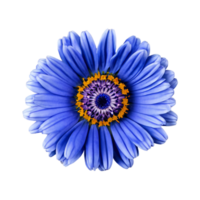 Close up macro photo of a blue calendula flower transparent isolated png