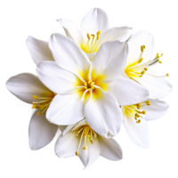 Close up macro photo of white jasmine flowers transparent isolated png