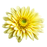 Close up macro photo of a yellow chrysanthemum flower transparent isolated png