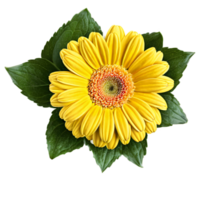 Close up macro photo of yellow gerbera flower with leaves transparent isolated png