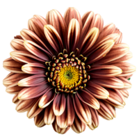 dichtbij omhoog macro foto van een bruin chrysant bloem transparant geïsoleerd png