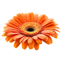 fechar acima macro foto do a laranja gerbera flor transparente isolado png