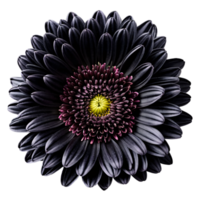 Close up macro photo of a dark black chrysanthemum flower transparent isolated png