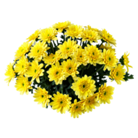 geel chrysant bloemen boeket met bladeren transparant geïsoleerd png