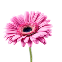 Close up macro photo of pink gerbera flower with stem transparent isolated png