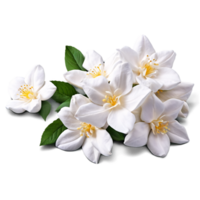 Close up macro photo of white jasmine flower with leaves transparent isolated png